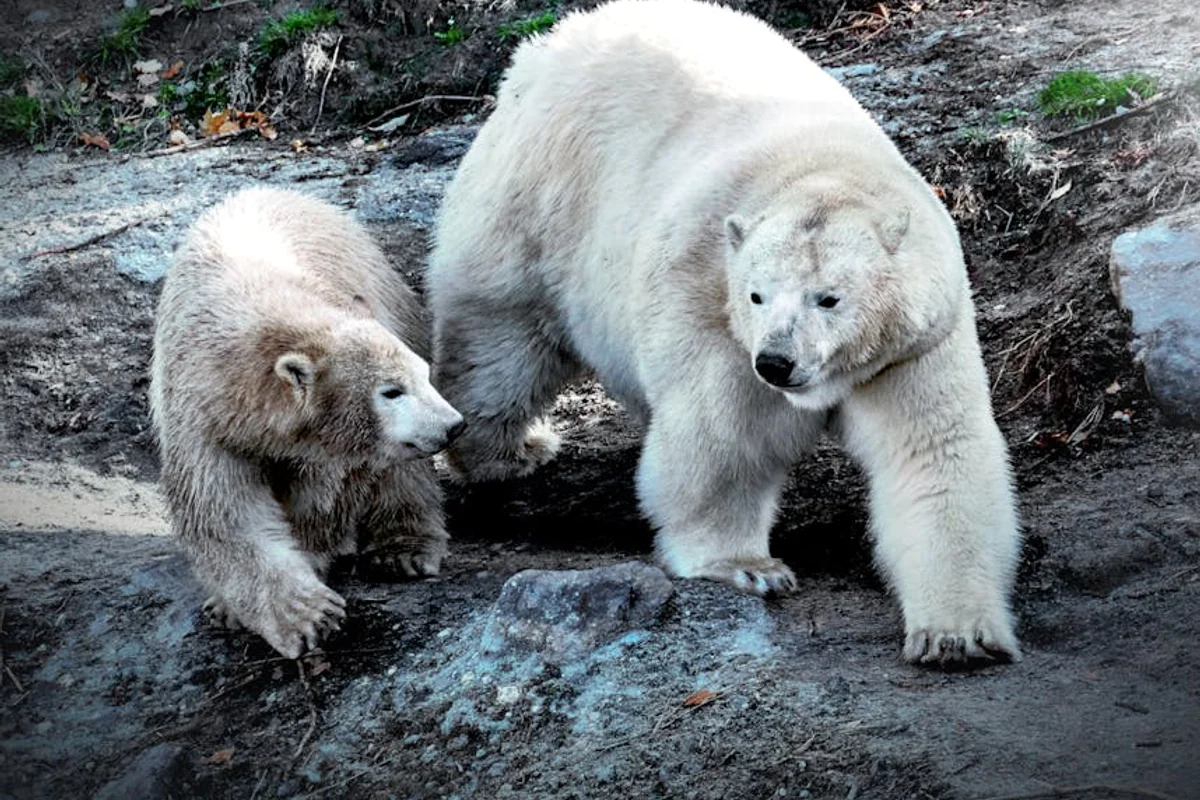 Tierbeobachtungen