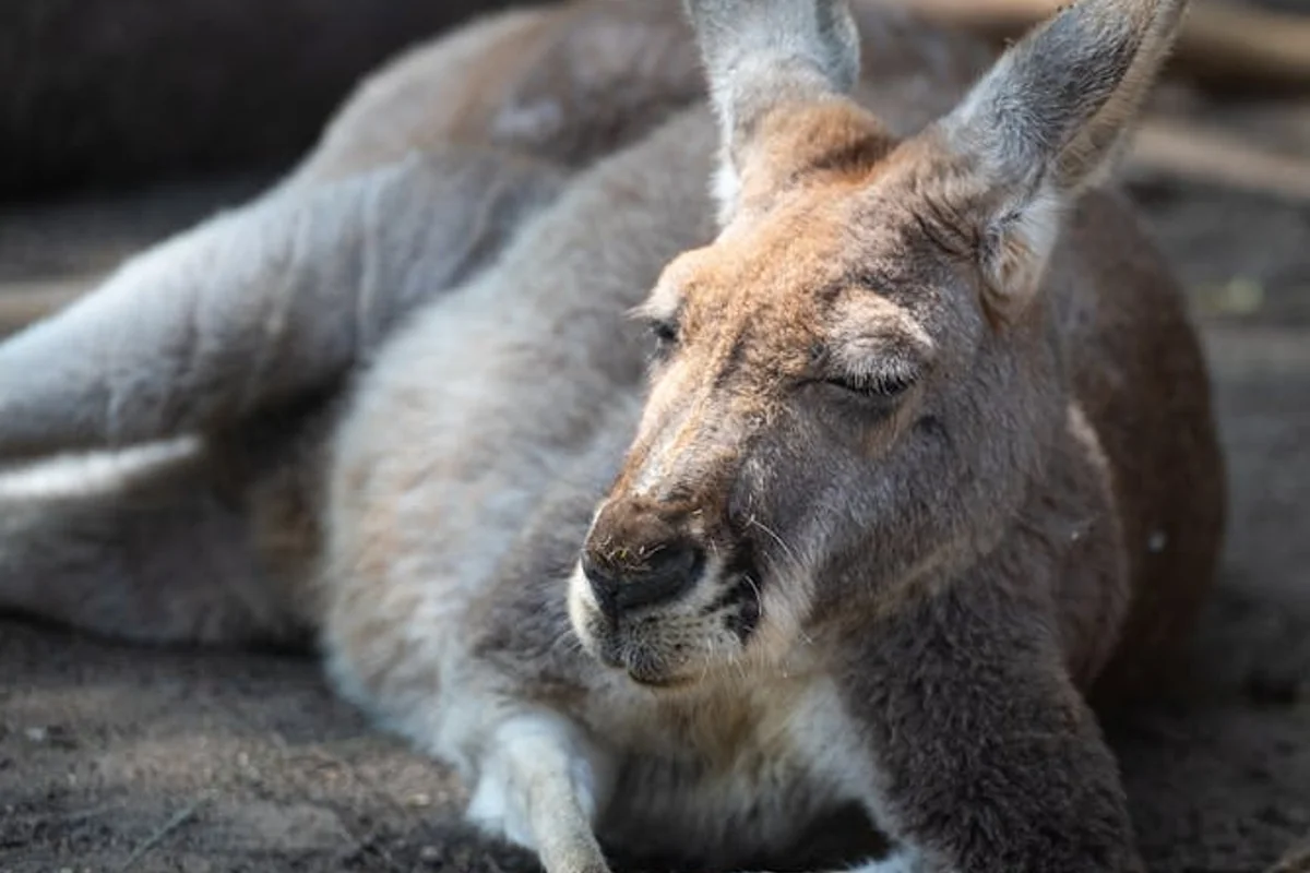 Wildtierbeobachtungen
