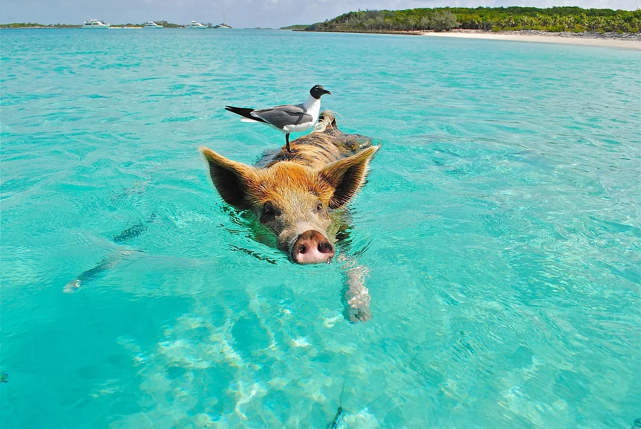 Schwimmen mit Schweinen