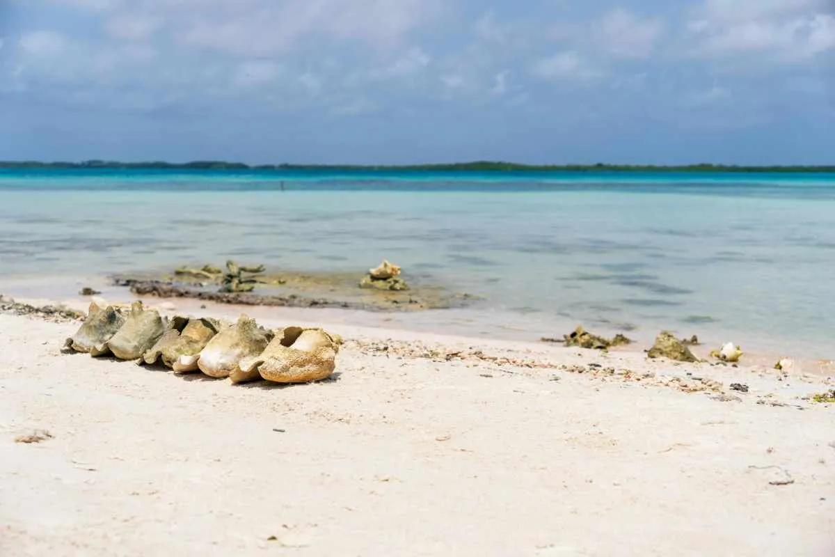 Optimale Reisezeit für Bonaire