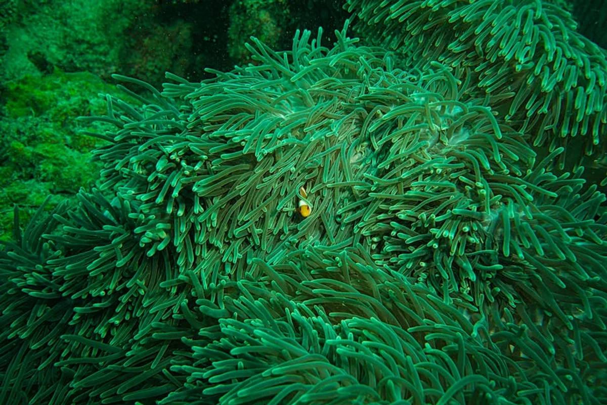 Schnorcheln & Tauchen in der Lagune