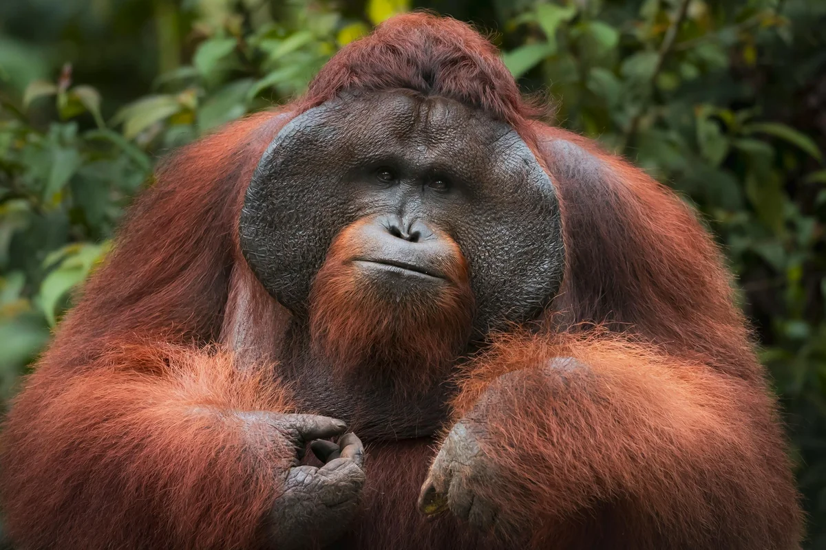 Wildtierbeobachtung