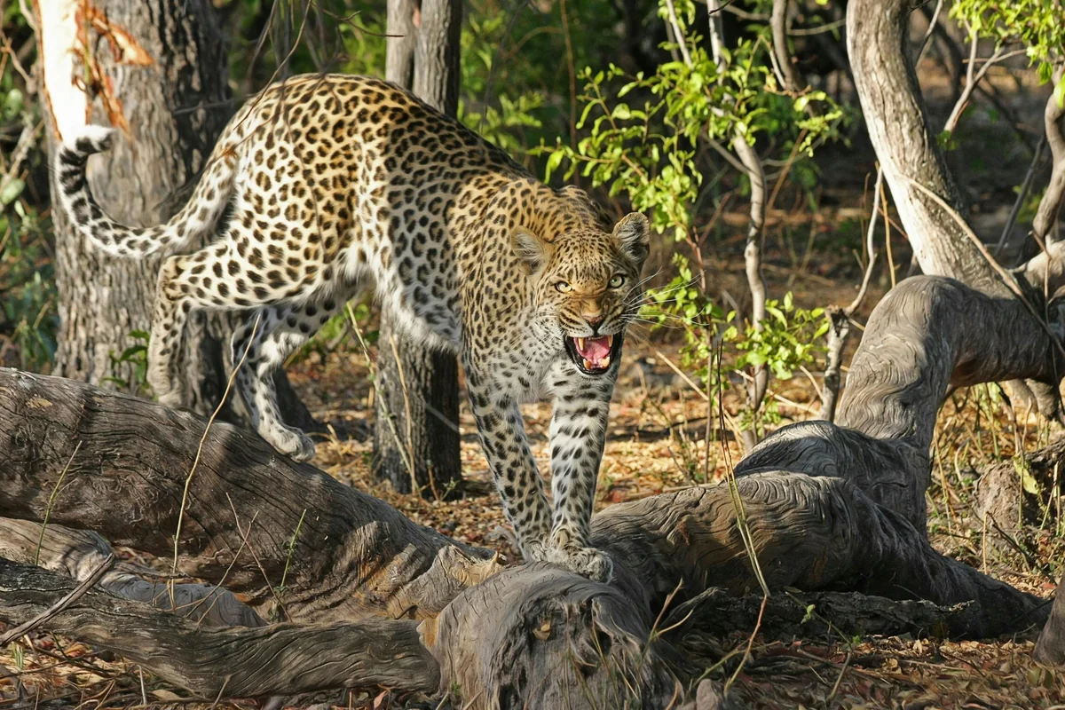 Landschaft von Botswana während der optimalen Reisezeit