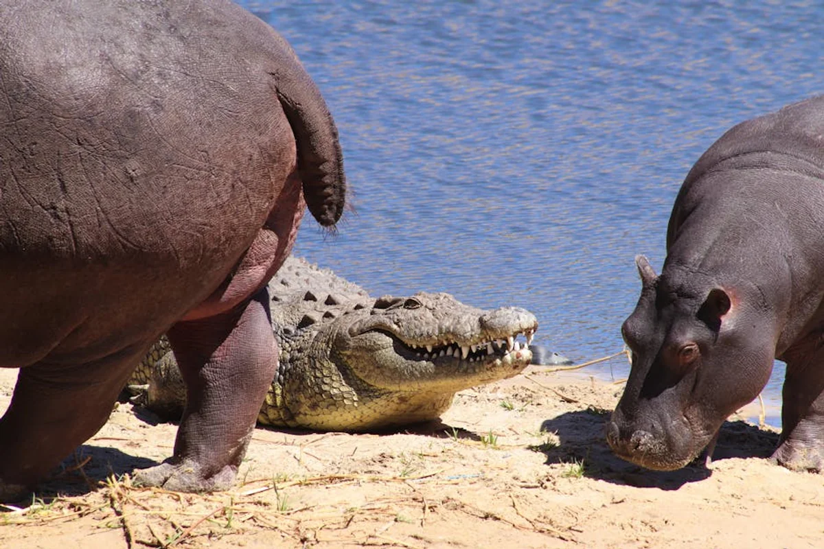 Safari und Tierbeobachtung