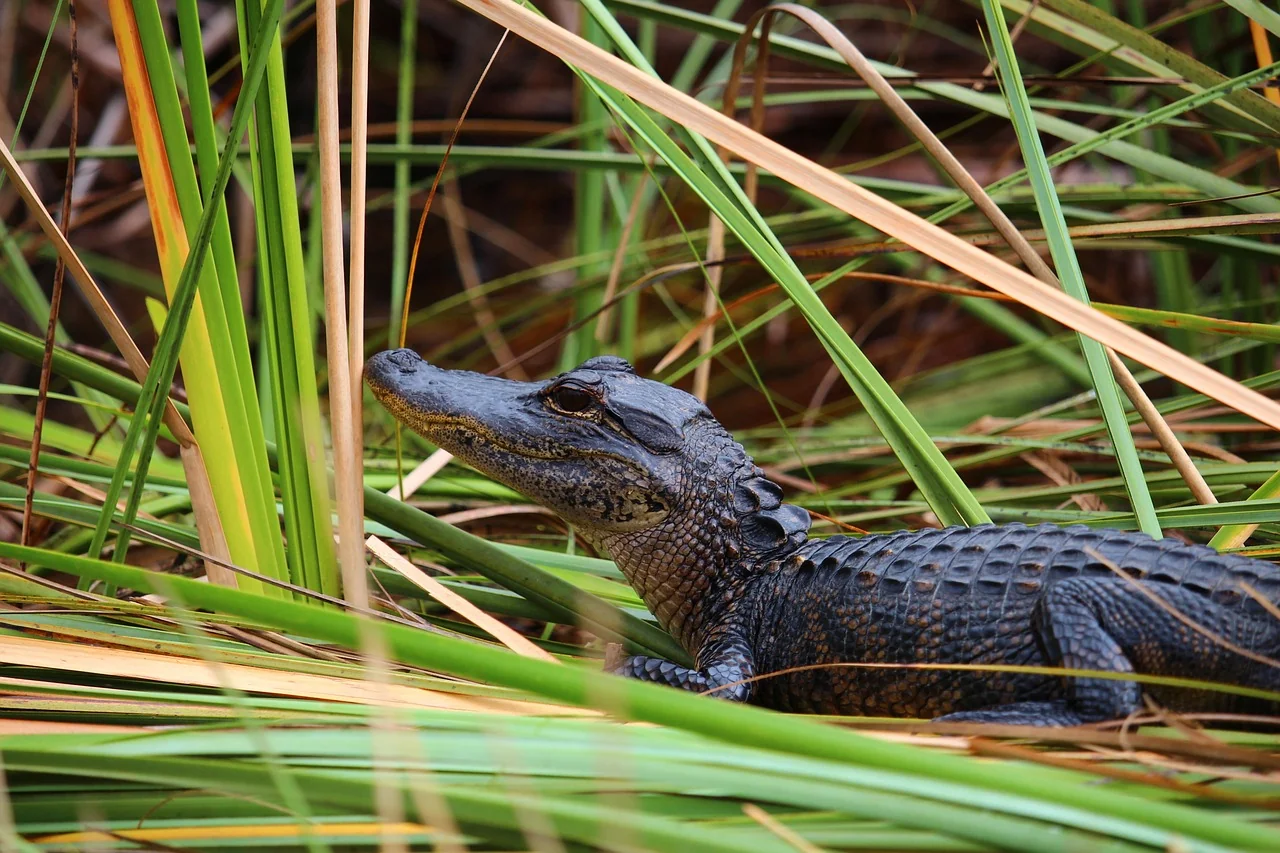 Everglades Safari
